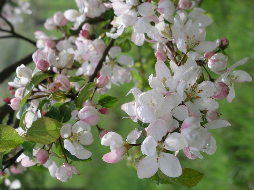 Baum Des Jahres 2013 Wildapfel